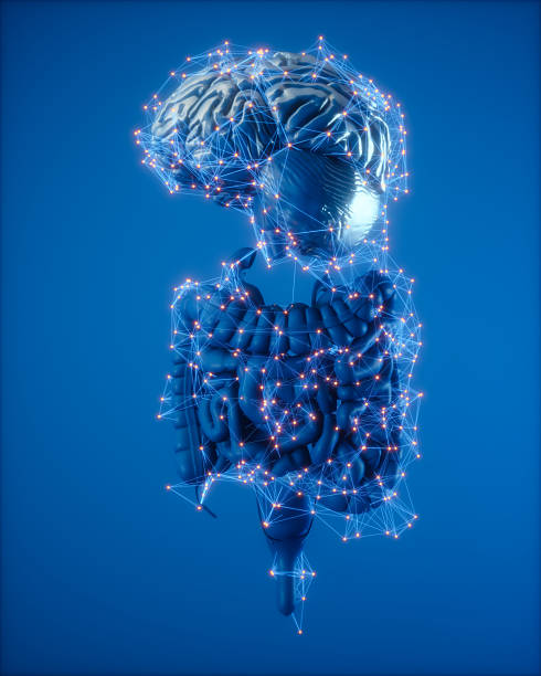 An illustrative view of the digestive system