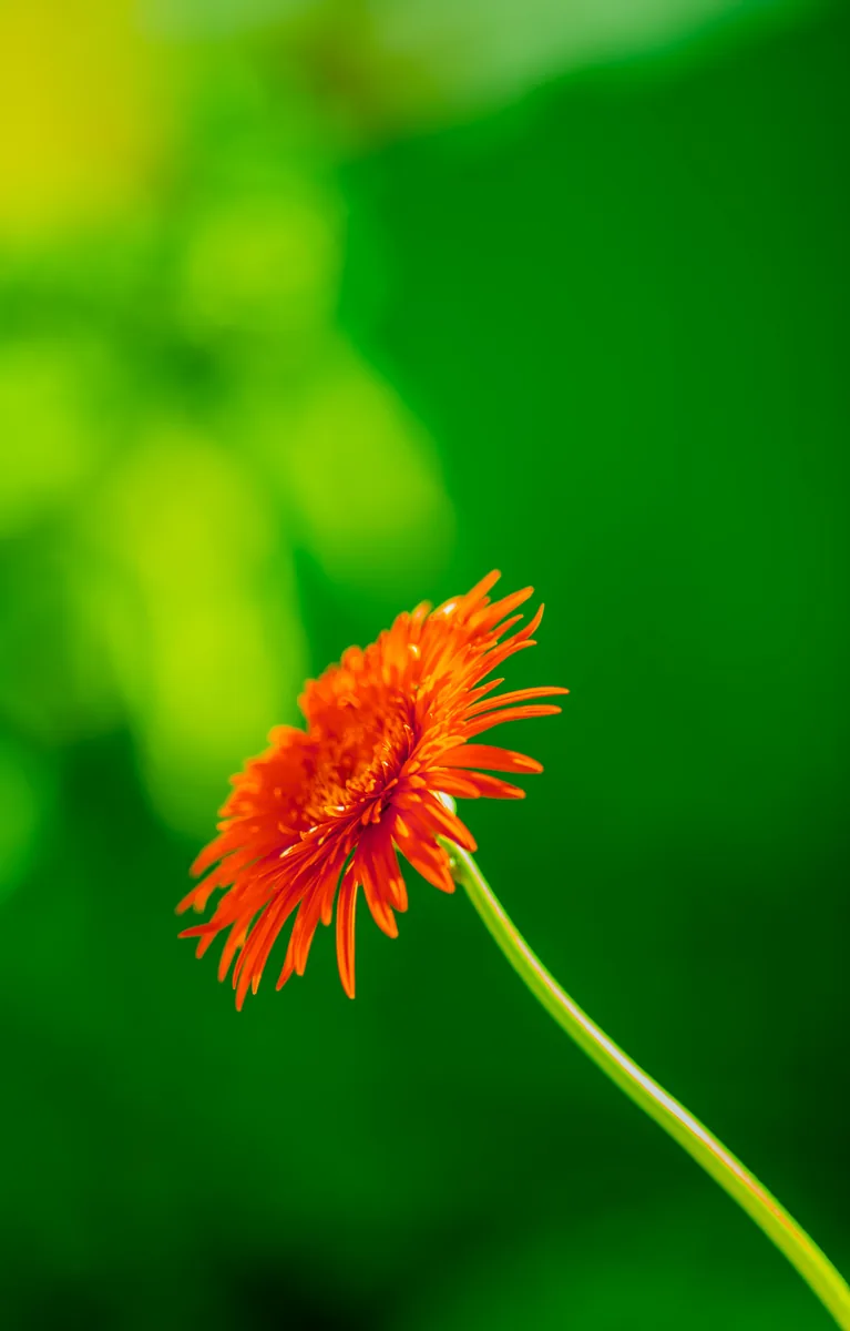 Medicinal herbs and Ayurvedic botanical leaves